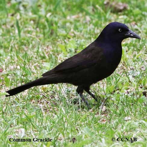 Birds of North America