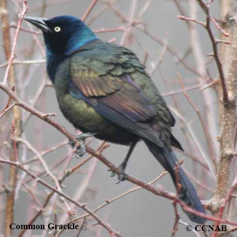 Common Grackle