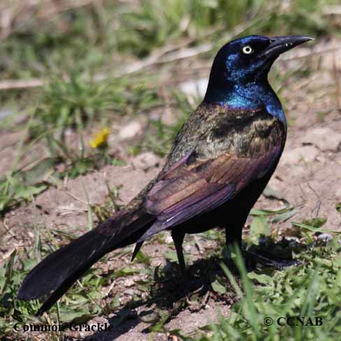 Birds of North America