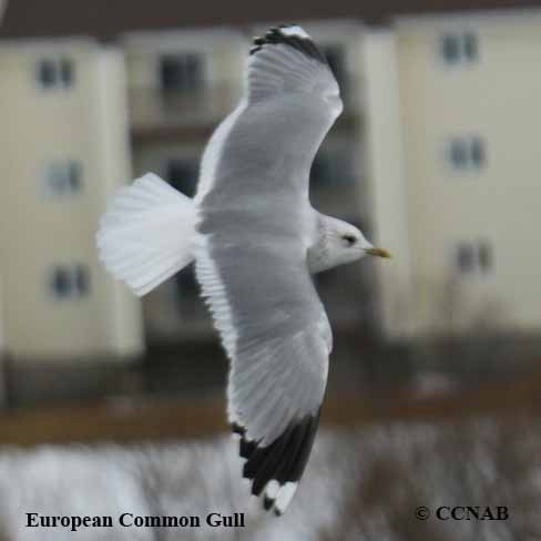 Birds of North America
