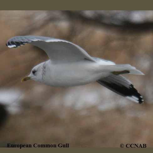 Birds of North America