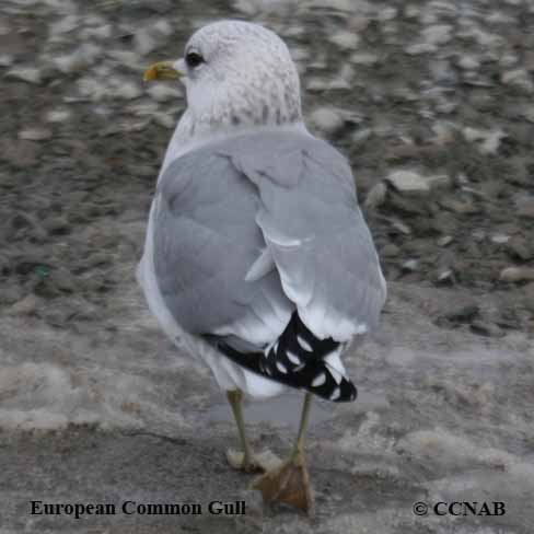 Birds of North America