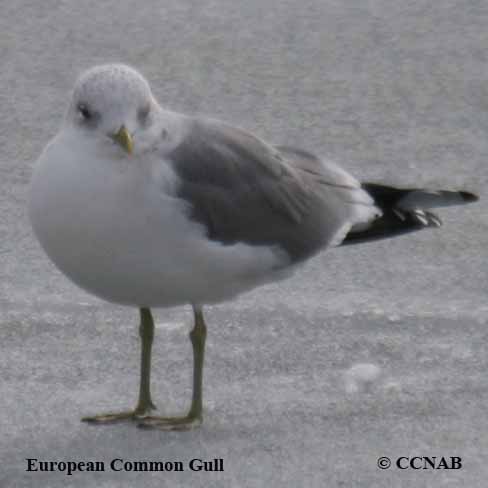 Birds of North America