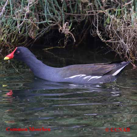 Common Moorhen