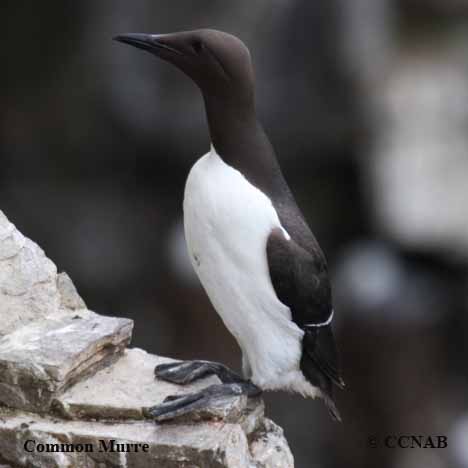 Birds of North America