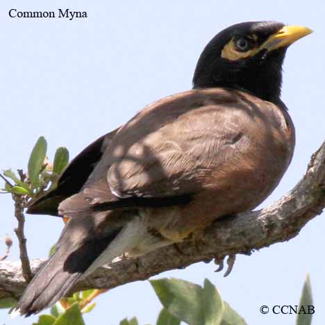 Birds of North America