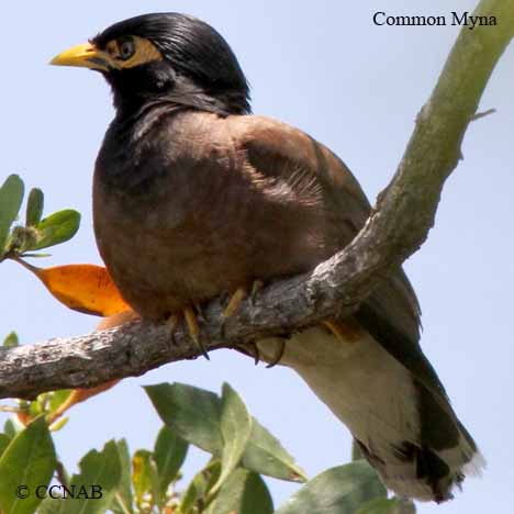Birds of North America