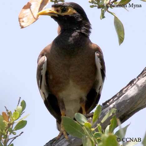 Birds of North America