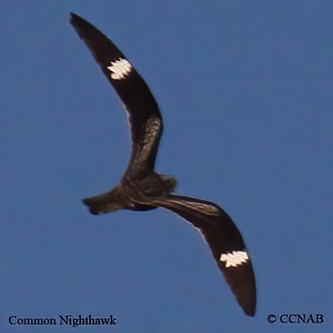 Birds of North America