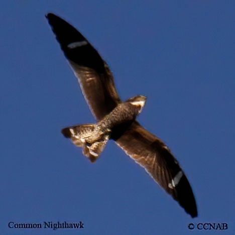 Birds of North America
