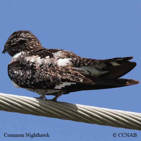 Birds of North America