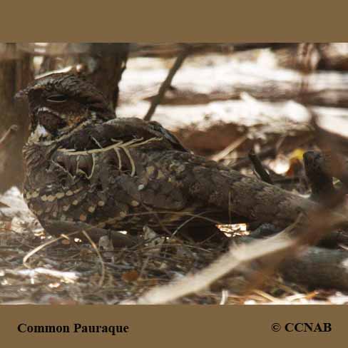 Common Pauraque