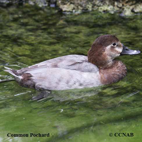 Birds of North America