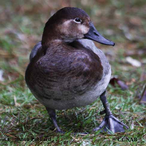 Birds of North America
