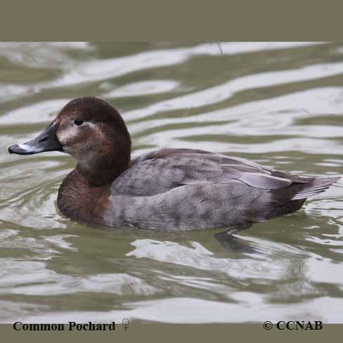 Birds of North America