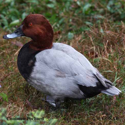 Birds of North America