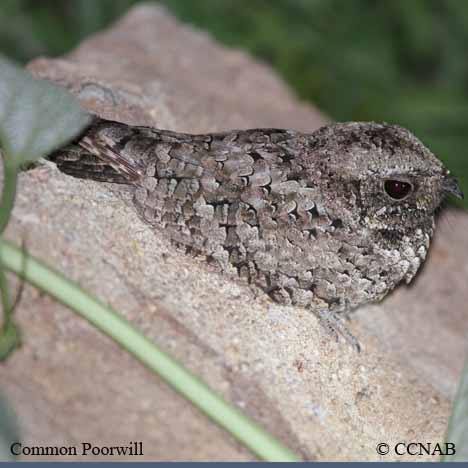 Common Poorwill