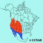 Common Poorwill range map