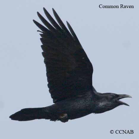 Birds of North America