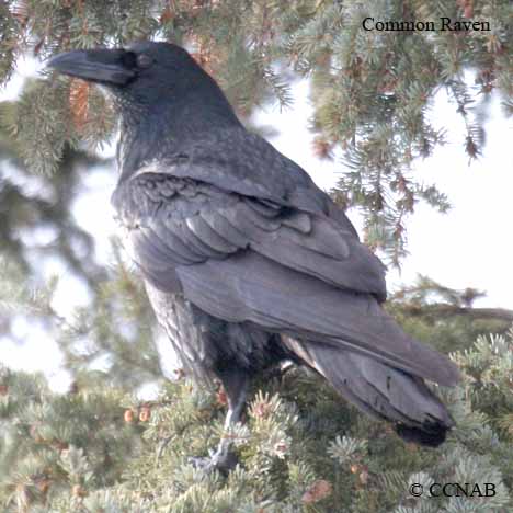 Birds of North America