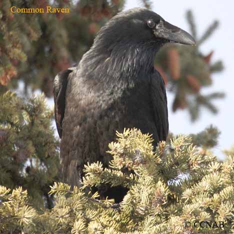 Birds of North America