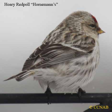 Birds of North America