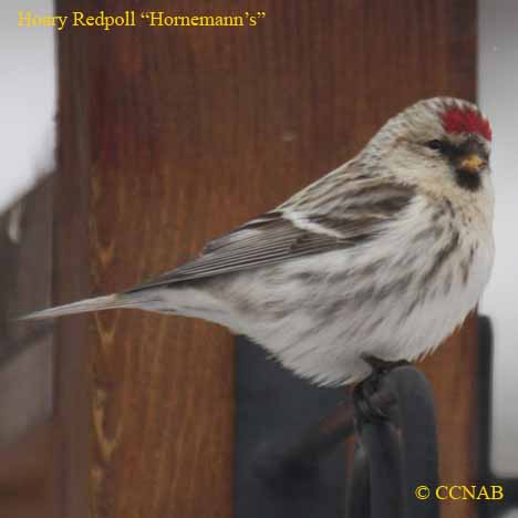 Birds of North America