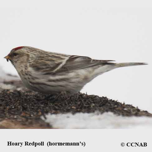 Birds of North America