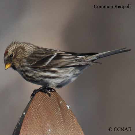 Birds of North America