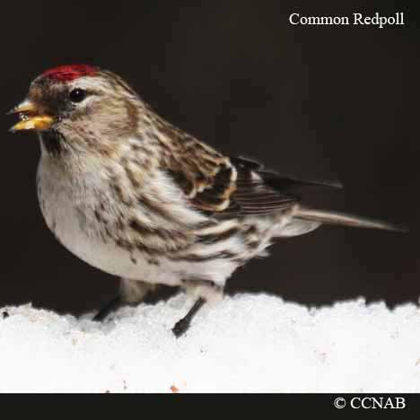 Birds of North America
