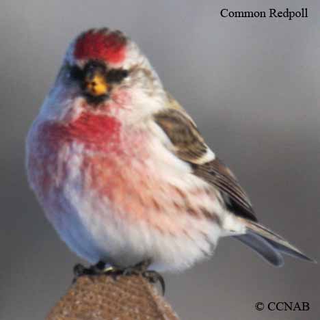 Birds of North America