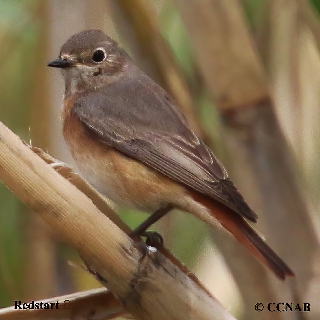 Birds of North America