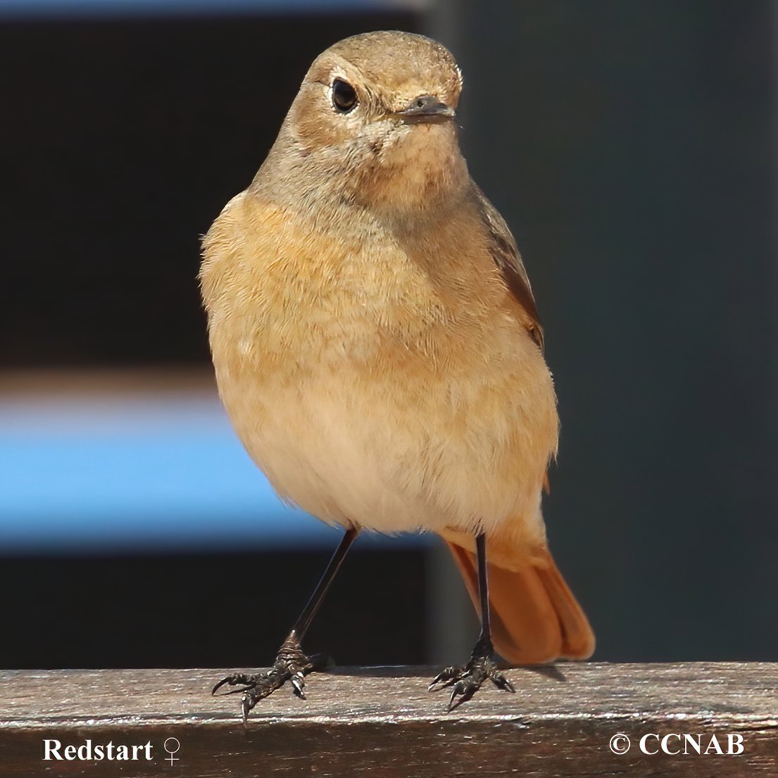 Birds of North America