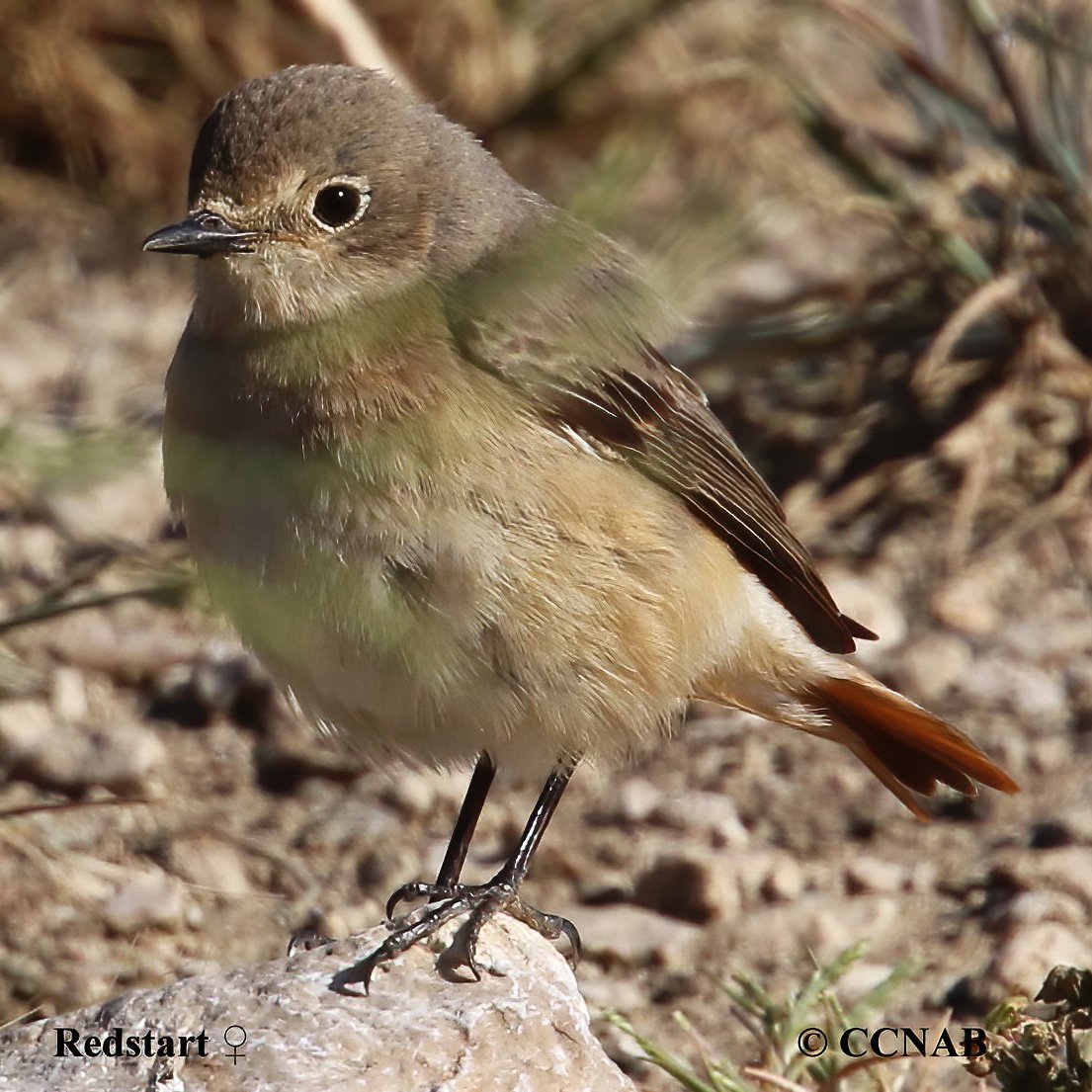 Birds of North America