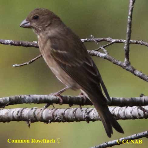 Birds of North America