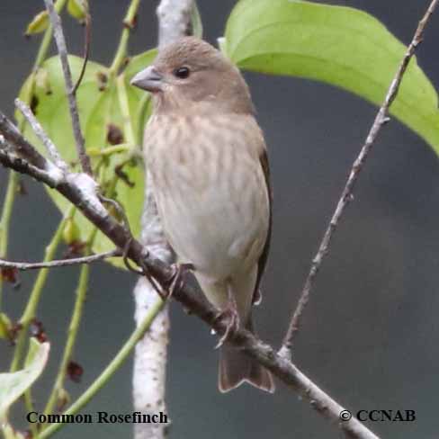 Birds of North America