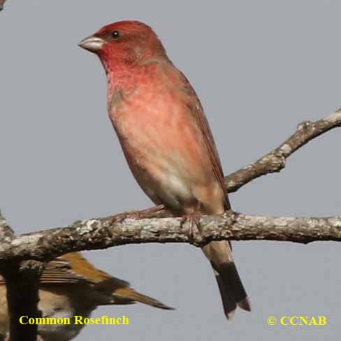 Birds of North America