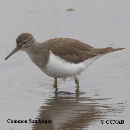 Birds of North America