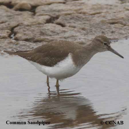 Birds of North America