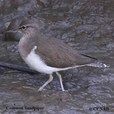 Birds of North America