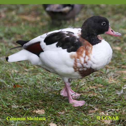 Birds of North America