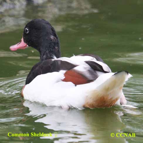 Birds of North America