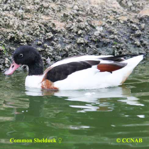 Birds of North America