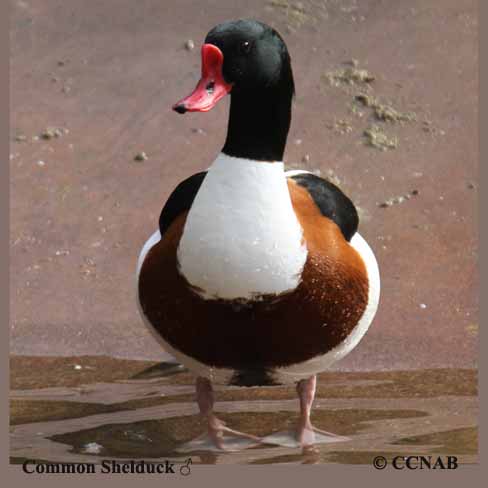Birds of North America