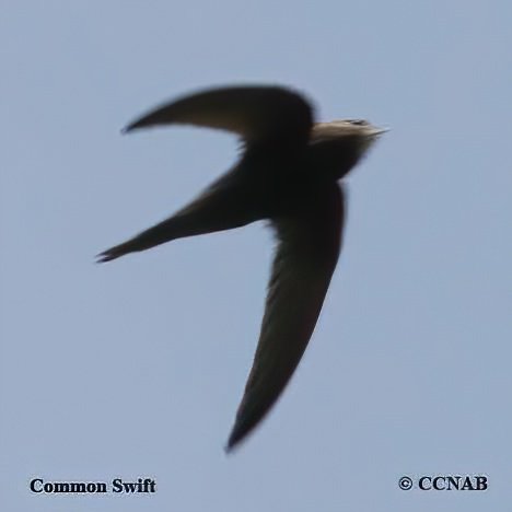 Birds of North America