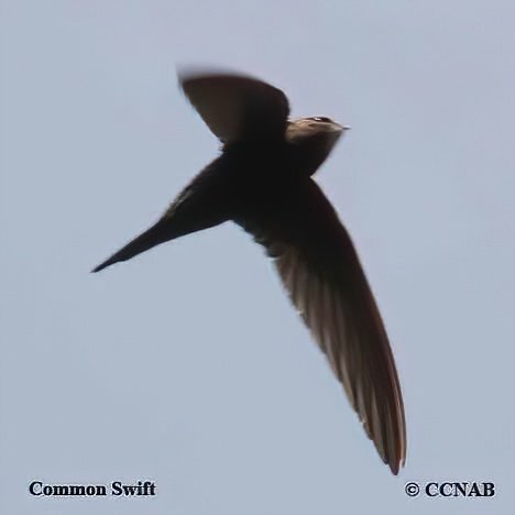 Birds of North America