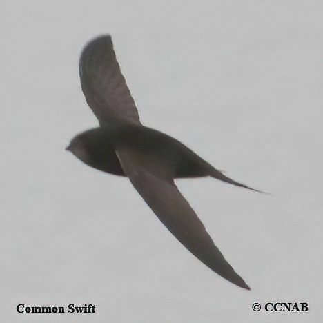 Birds of North America