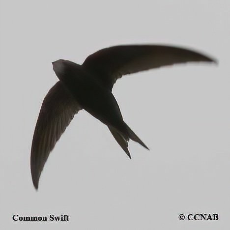 Birds of North America