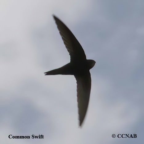 Birds of North America