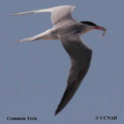 Birds of North America